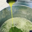 Il Novellino 750 ml Superfersk Olje - Sesongvare thumbnail