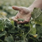 Cornichons fine 210g med Champagne Ardennes vinegar, Maison Marc thumbnail